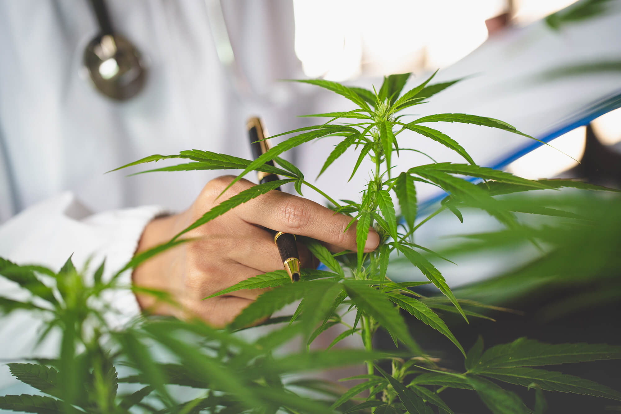 Cannabis Regulation